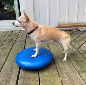Dog Balance Disc Cushion Dog Rehab Exercise Strength Endurance Conditioning Fitness Pet Rehabilitation Center